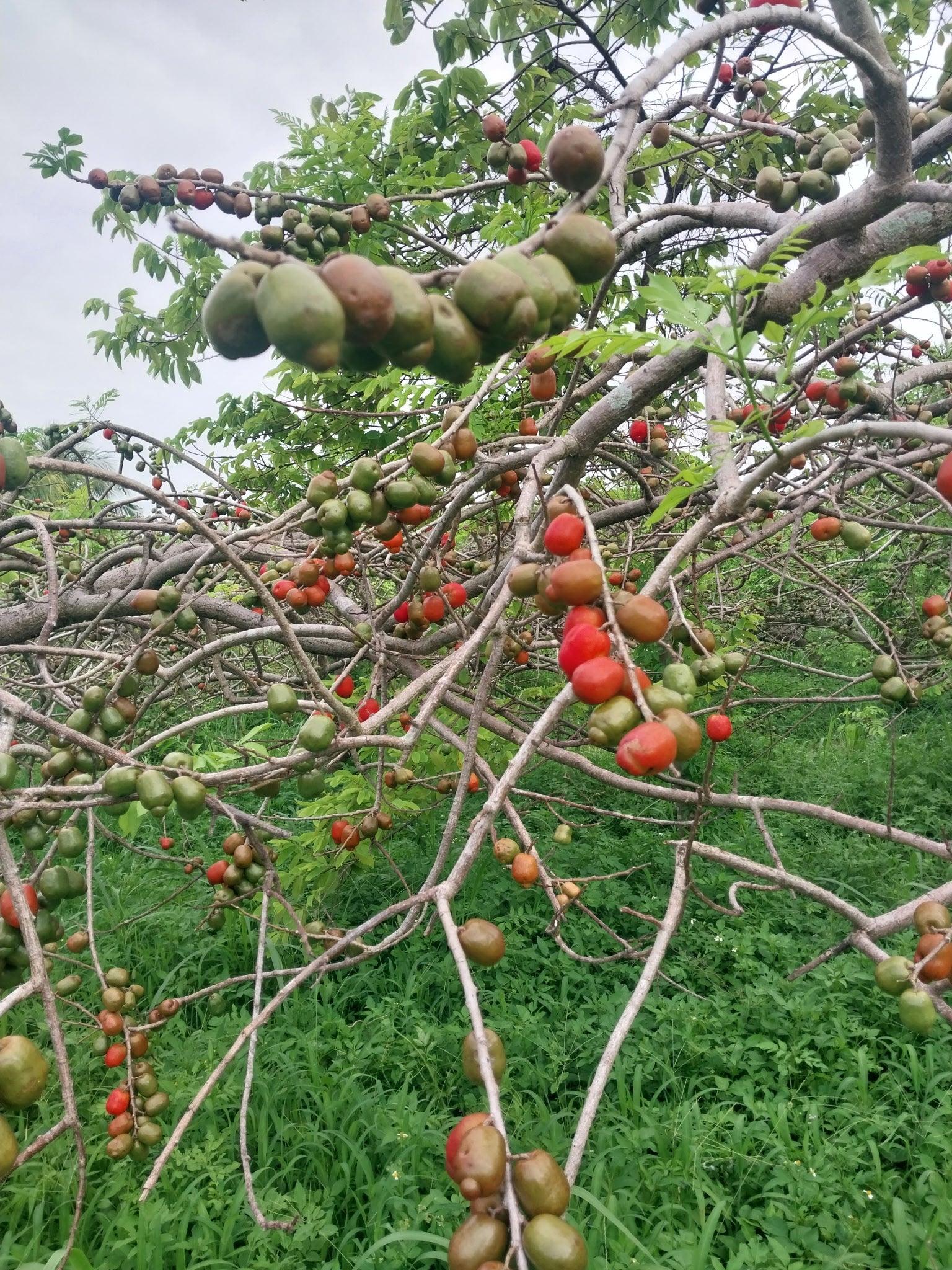 Ciruela