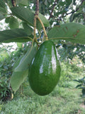(Donnie) Florida Avocado
