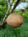 (Key West) Mamey Sopote