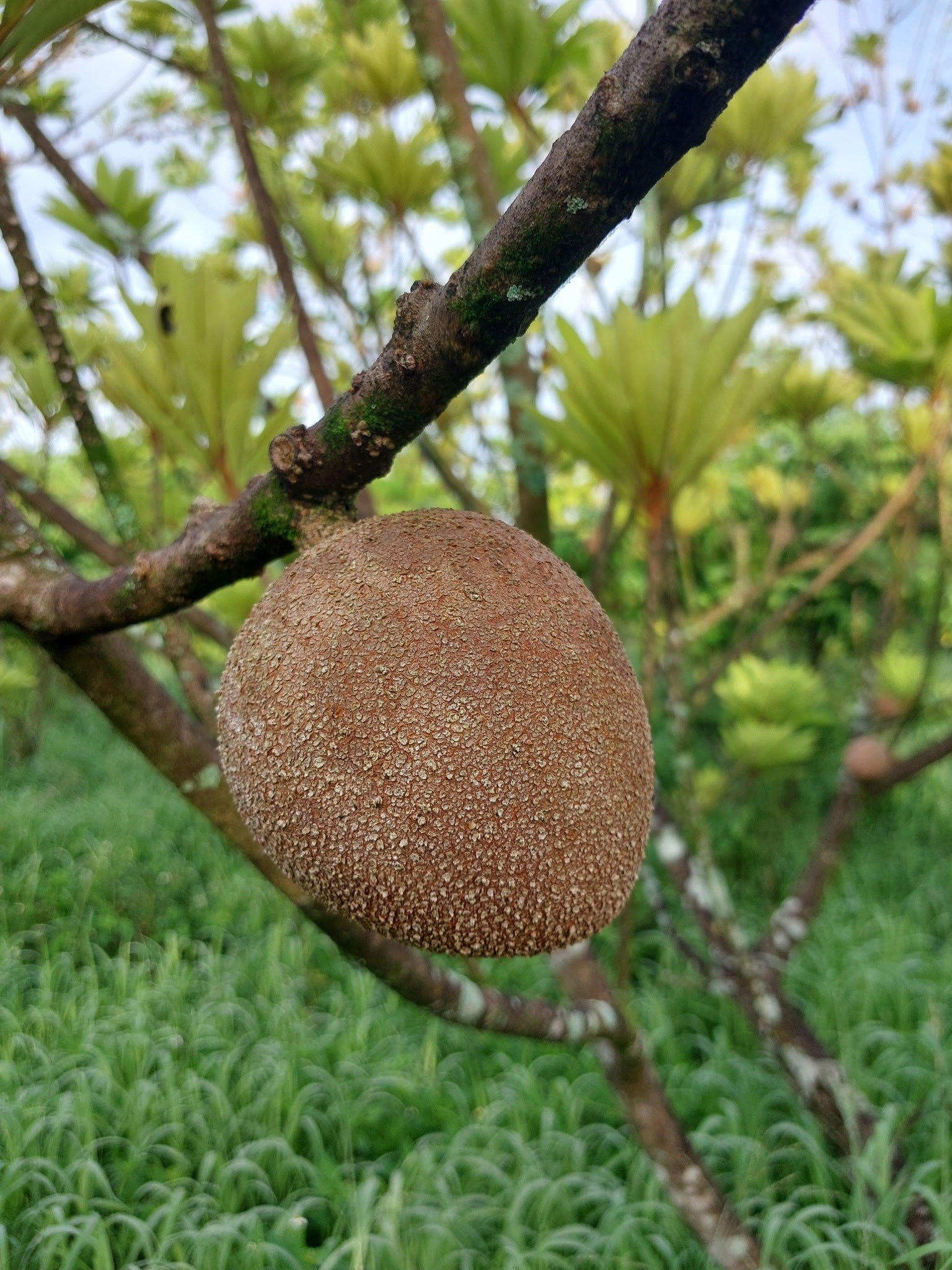 (Key West) Mamey Sopote