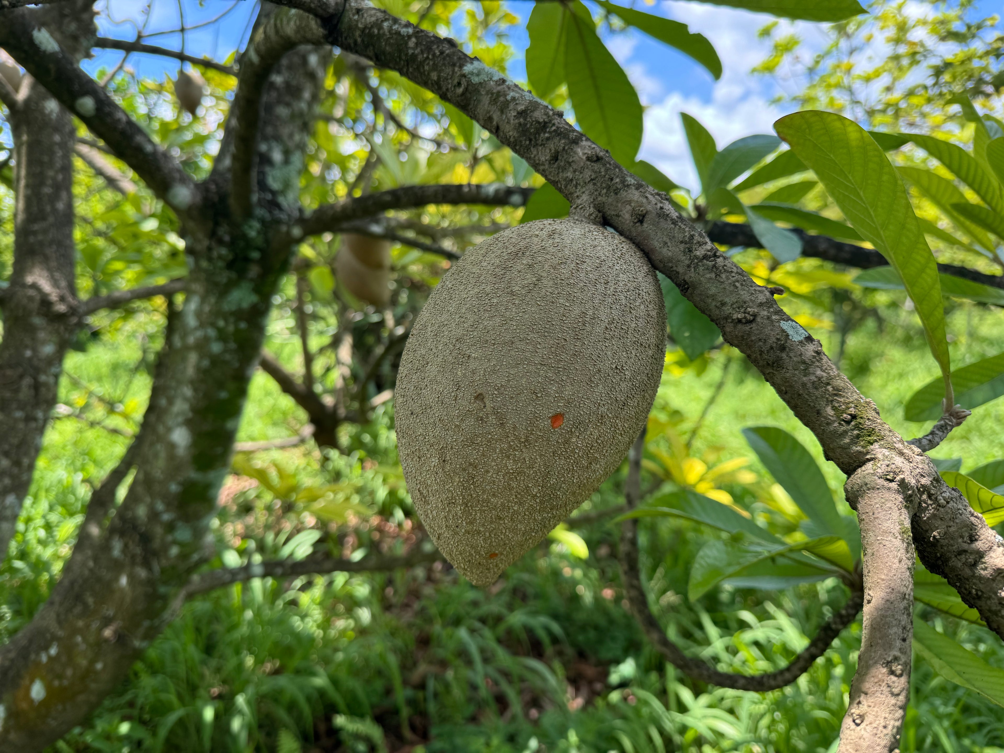 Mamey Sopote