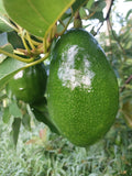 (Simmonds) Florida Avocado
